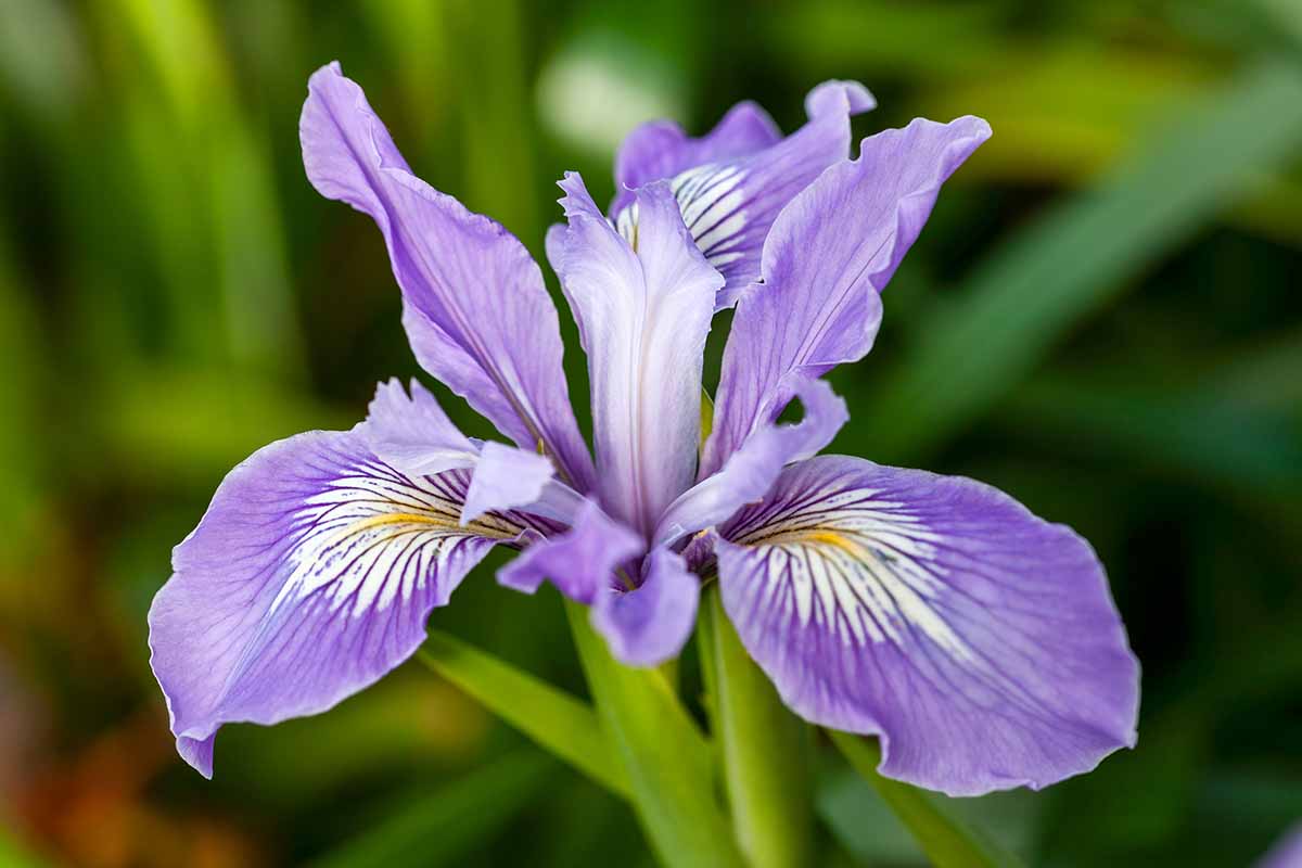 Picture of Iris Flower